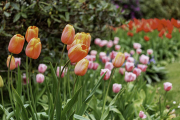 A lot of tulips. red, rose orange.