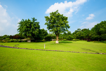 Obraz premium Grassland landscape and greening environment park background