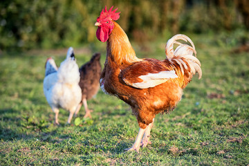 Naklejka na ściany i meble Cockerel stood in field in British Farm with free range chickens