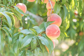 Ripe peaches on tree in orchard with sparkling sunshine in background