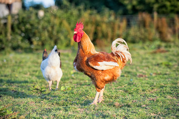 Cockerel stood in field in British Farm with free range chickens
