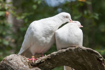 A pair of white doves one is preening the other both have their eyes closed