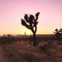 Obraz premium Sunset in the Desert on a Joshua Tree
