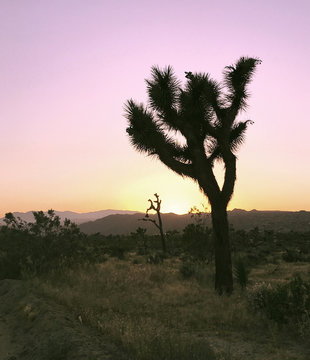 Sunset in the Desert on a Joshua Tree