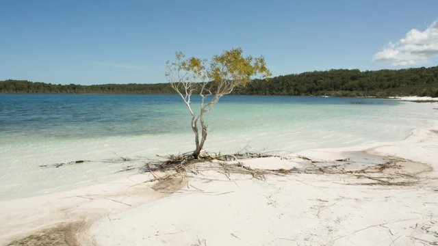 tree on the sand at lake birrabeen in fraser island