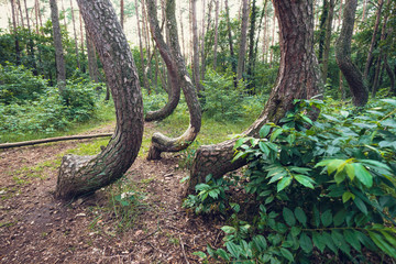 Famous pine trees forest called Crooked Forest in Nowe Czarnowo village of Poland