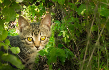 Naklejka na ściany i meble Street wild hungry kitten looking for owner. A homeless pet needs guardianship. Cute gray kitten hiding in the green grass