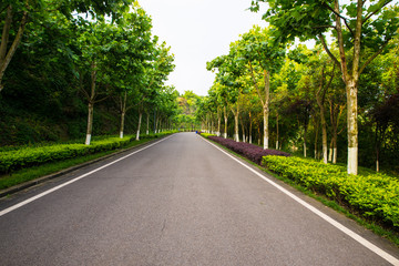 The beautiful road is surrounded by greenery