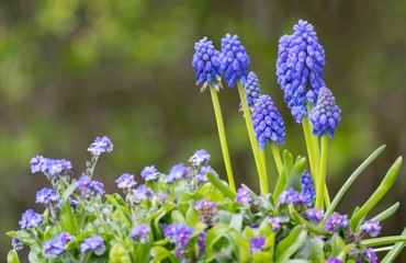 Traubenhyazinthen (Muscari)
