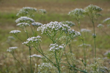 Blüten auf dem Feld