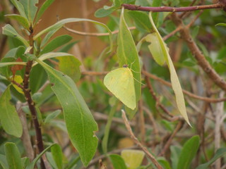 Mariposa