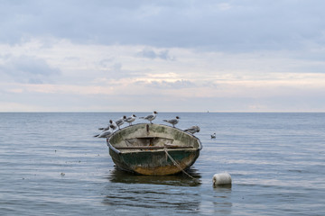 Birds on a boat