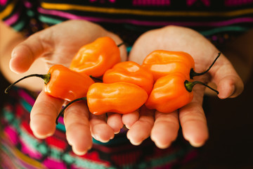chiles habanero en manos mexicanas, mexican food mexico and culture