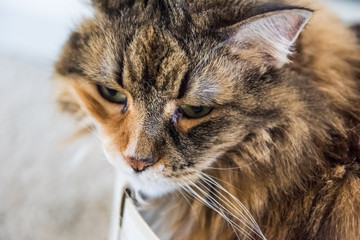 Macro closeup of sad maine coon calico cat face lying in shoe cardboard box