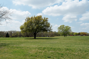 Fototapeta na wymiar Одинокие деревья на поле в городском парке весной в солнечный день