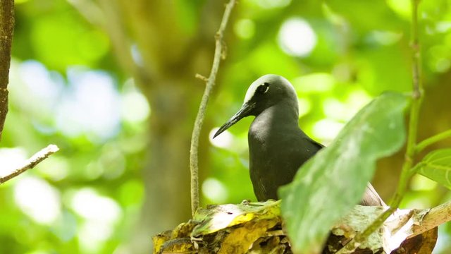 Black noddy nesting in a tree