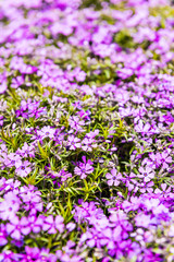 Purple flowers creeping phlox flowerbed macro closeup