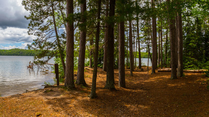 Pine Needle Forest Floor