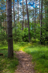 Obraz premium Forest Path