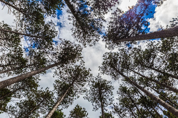 Looking Up To The Sky Though The Trees