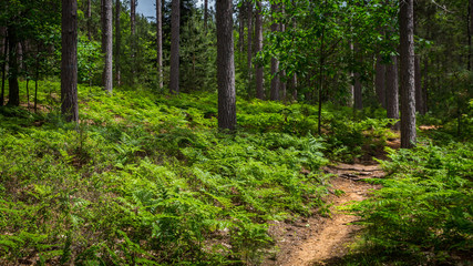 Obraz premium Path Through The Woods