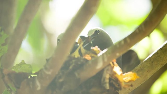Black noddy nesting in a tree