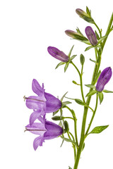 Violet flower of Campanula, isolated on white background