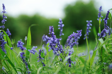 Lavender flowers in a spring park