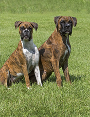 Two Boxer puppy dogs pose for a portrait in a grassy meadow.