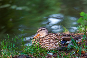 wild duck sits in grass on the river.