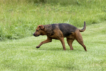 A Boxer Shepherd dog tracks a scent across a grassy meadow.