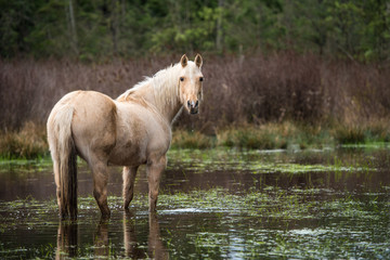 horse in pond drooling