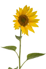 Sunflower isolated on white background
