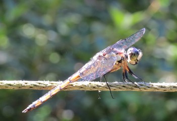 Dragonfly