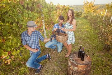 Group of young wine producers are harvesting grapes in their vineyard