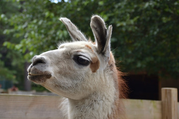Fototapeta premium Llama