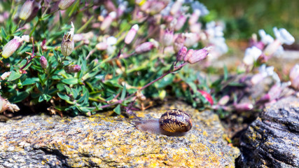 Snail crawling on a hard rock texture in nature; brown striped snail walking on the rocks in rainy day, Brittany (Bretagne), France