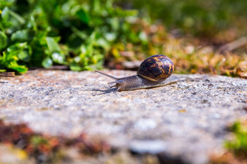 Snail crawling on a hard rock texture in nature; brown striped snail walking on the rocks in rainy day, Brittany (Bretagne), France