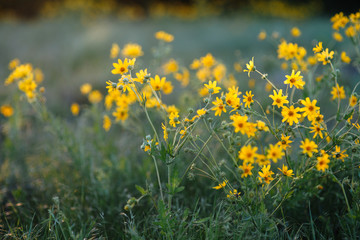 Yellow flowers in the park
