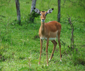 Impala is listening and watching interested