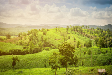Amazing wild nature view of mountain forest landscape on sunlight at middle of summer.