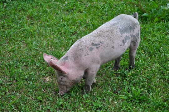Junges Schwein - Ferkel grast auf grüner Wiese