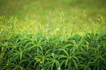 Grass in the spring park