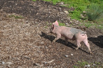 Ferkel / junges Schwein rennt in artgerechter Haltung auf Bauernhof Gelände herum