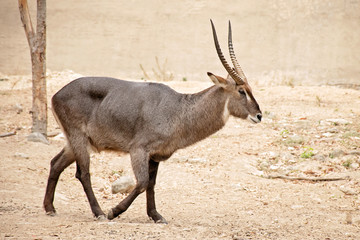 Female sable antelope (Hippotragus niger) © aedkafl
