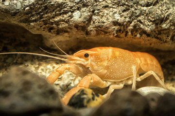 crayfish in aquarium