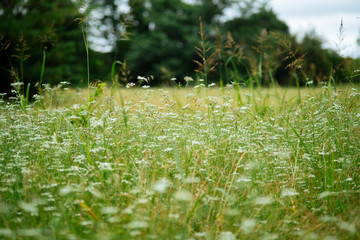 Flowers on a field in a summer park