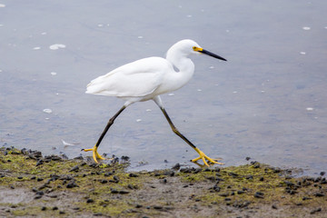 Snowy Egret