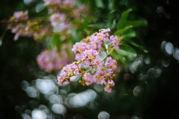 Lagerstroemia