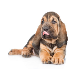 Puppy is licking his lips. isolated on white background